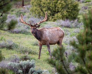 Bull Elk in the spring
