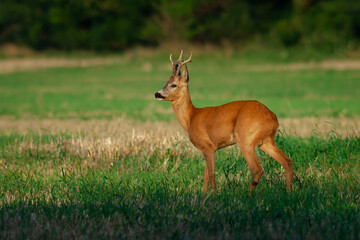Roebuck - buck (Capreolus capreolus) Roe deer - goa.