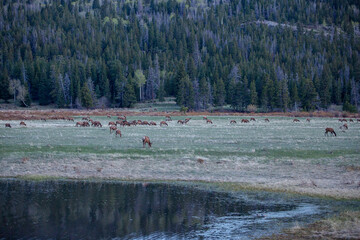 Herd of Elk grazing in the field