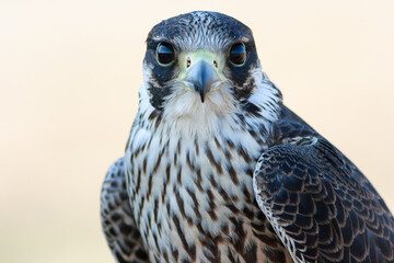 Isolated portrait of Young Peregrine Falcon (Falco peregrinus).