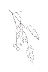 euonymus ornamental shrub with fruits graphic line drawing, Spindle Euonymus europaeus , medicinal plant
