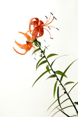 Tiger Lily petals in full blossom close up. Orange lily flowers isolated on white background.