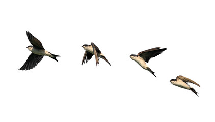 phases of flight in the sky of birds swallows on a white isolated background