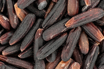 Black wholegrain Thai rice under microscope, image width 15mm