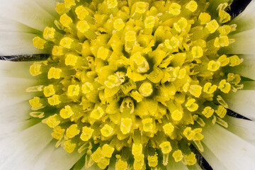 Tiny daisy flower under microscope yellow stamen visible, image width 9mm