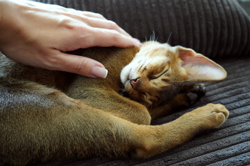 A woman caressing her lovely pet an abyssinian kitten lying on the sofa in the living room