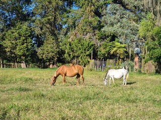 Beautiful horses in the middle of the field in Tamesis, Antioquia, Colombia.