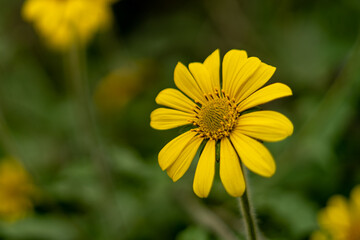 girasol fondo 