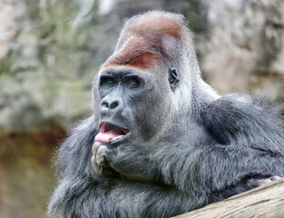 An old male gorilla licks the fingers of his front left paw. © okyela