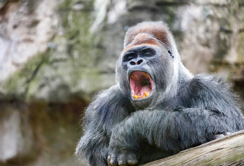 An adult male gorilla shows his teeth in a wide yawn.