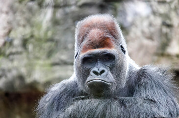Gorilla leader curled his lips with contemptuous calm look.