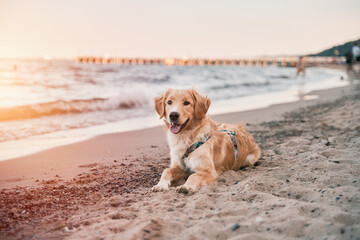 Happy golden retriever on the sand beach
