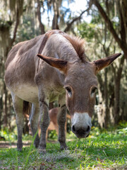 closeup of a grazing sicilian donkey