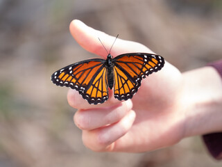 small monarch butterfly resting on a hand