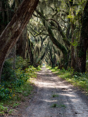 dirt path into the woods