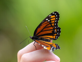Fototapeta na wymiar small monarch butterfly resting on a hand