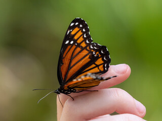 small monarch butterfly resting on a hand