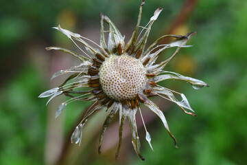 A macro image of dandelion seeds covered in rain drops. 