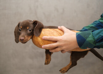 cute dachshund puppy and hot dog bread