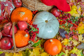 Naklejka na ściany i meble Multicolored autumn vegetables, pumpkins, apples in a basket on bright autumn foliage. View from above.