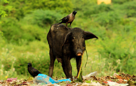 Crow stands upon the back of lean Pig