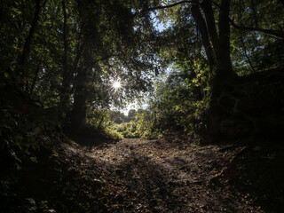 path in the forest