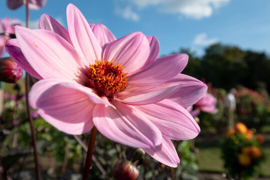 Stunning pink dahlia flowers photographed on a sunny day in late summer in a garden in Wisley, near Woking in Surrey UK