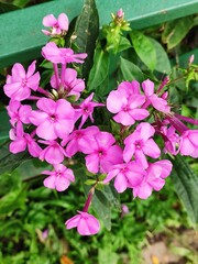 purple phlox paniculata flowers bunch