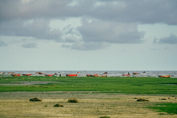 Fototapeta na wymiar Landscape of green grass beach, boats and cloudy blue sky 