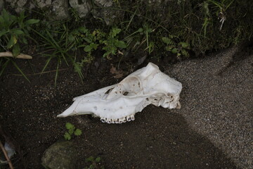 skull on the ground