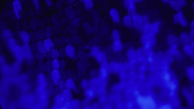 The wing of a butterfly under a microscope. Ultraviolet lighting. Bioluminescence. The invisible beauty of the animal kingdom