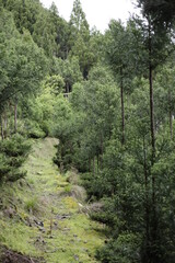 Obraz premium a path in the woods