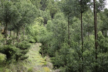 a path in the woods