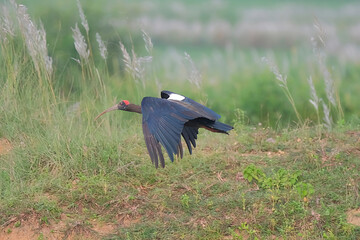 Red-naped ibis