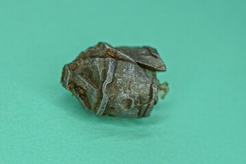 one old large deformed gray lead bullet lies on a green table