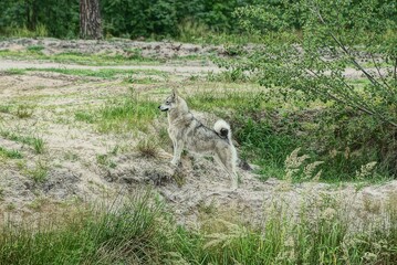 one big gray white husky dog stands on the sand and green grass in nature