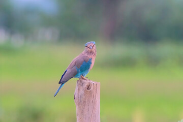 Indian Roller