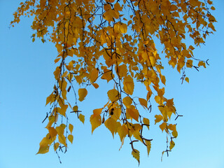 Birch branches with gold leaves on a blue sky background