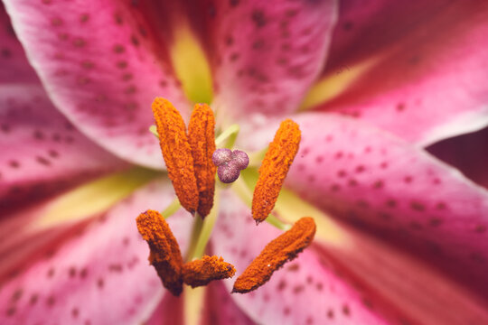 estambres, anteras, pistilo y estigma de una flor lila en oto&ntilde;o