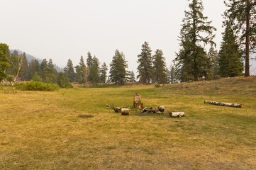 Campfire in a meadow