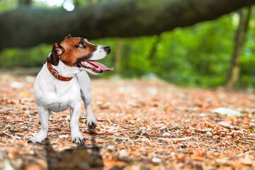 Little small puppy cute dog on autumn background
