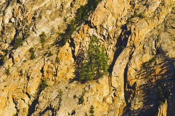 Grove of trees on a shelf on a mountain