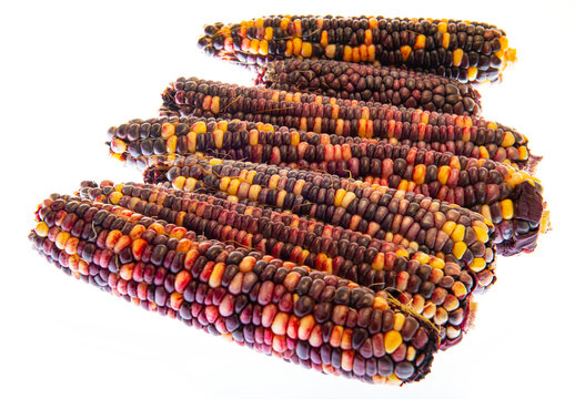 multi colored indian corn in the detail