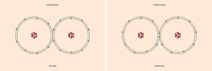 Conceptual vector representation of a fluorine molecule, made up of two atoms, and the types of chemical bonds: covalent, atoms sharing electrons, and ionic, an atom gives an electron to another atom.