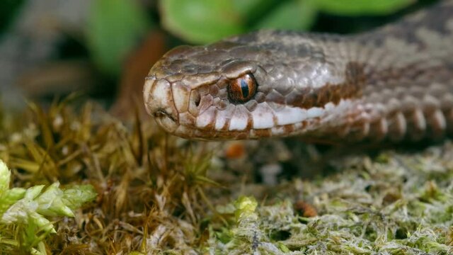 Common European adder viper (Vipera berus) sticking out tongue and smelling