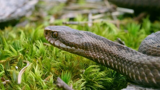 Common European adder viper (Vipera berus) sticking out tongue and smelling