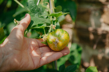 Round cucumber grows on a branch