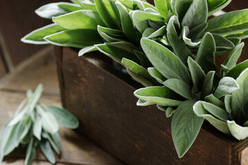 Sage herb in a wooden vintage box on dark moody rustic background, closeup, sage plant is good for oral health, natural medicine and naturopathy concept © spiegelka