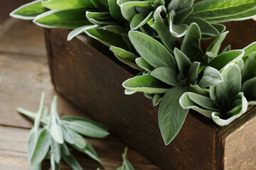 Sage herb in a wooden vintage box on dark moody rustic background, closeup, sage plant is good for...