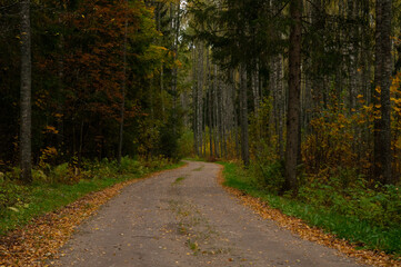 A winding dirt road in the forest in autumn.